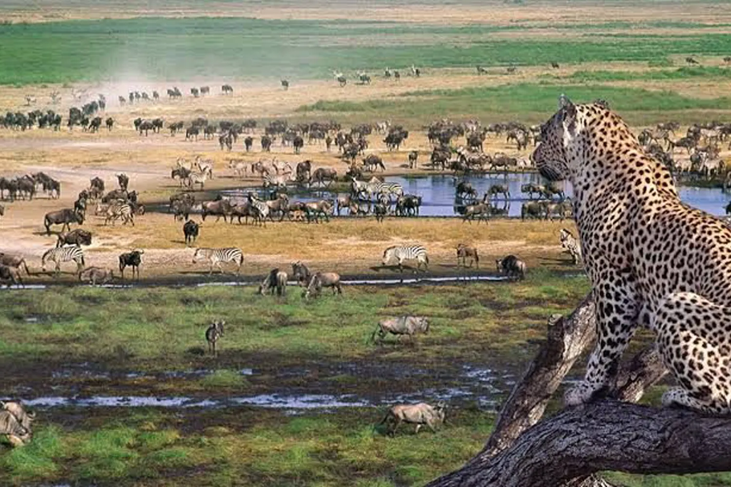 1 day Serengeti safari