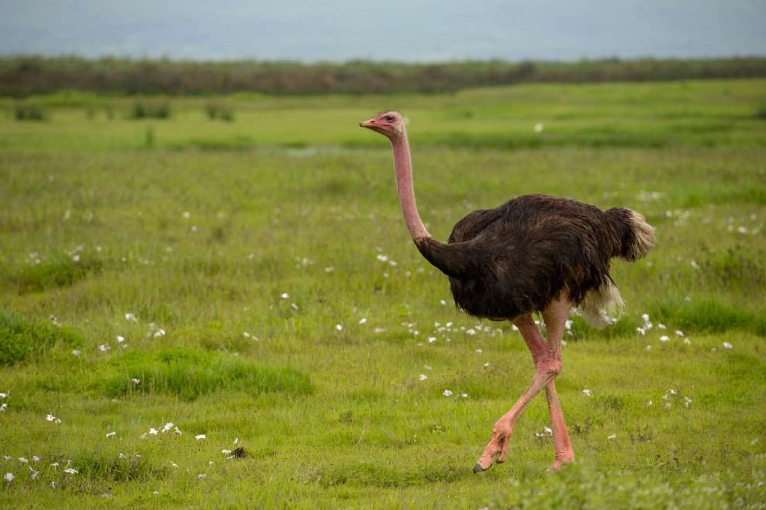 9-Days Ngorongoro birding execution