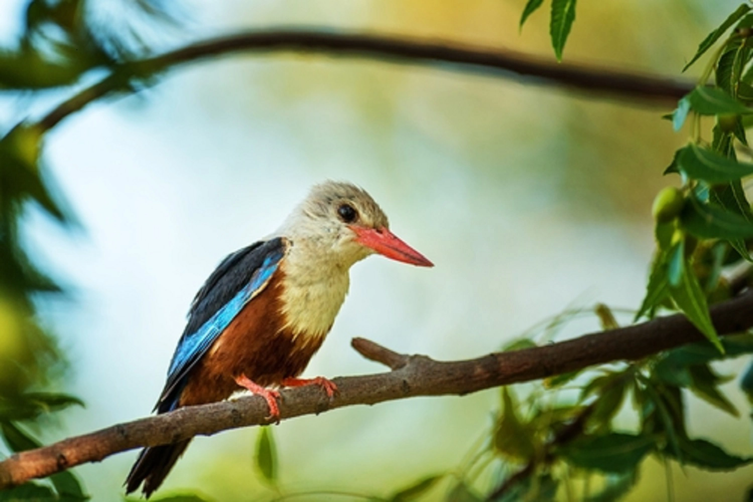 Tanzania Avian Diversity Safari