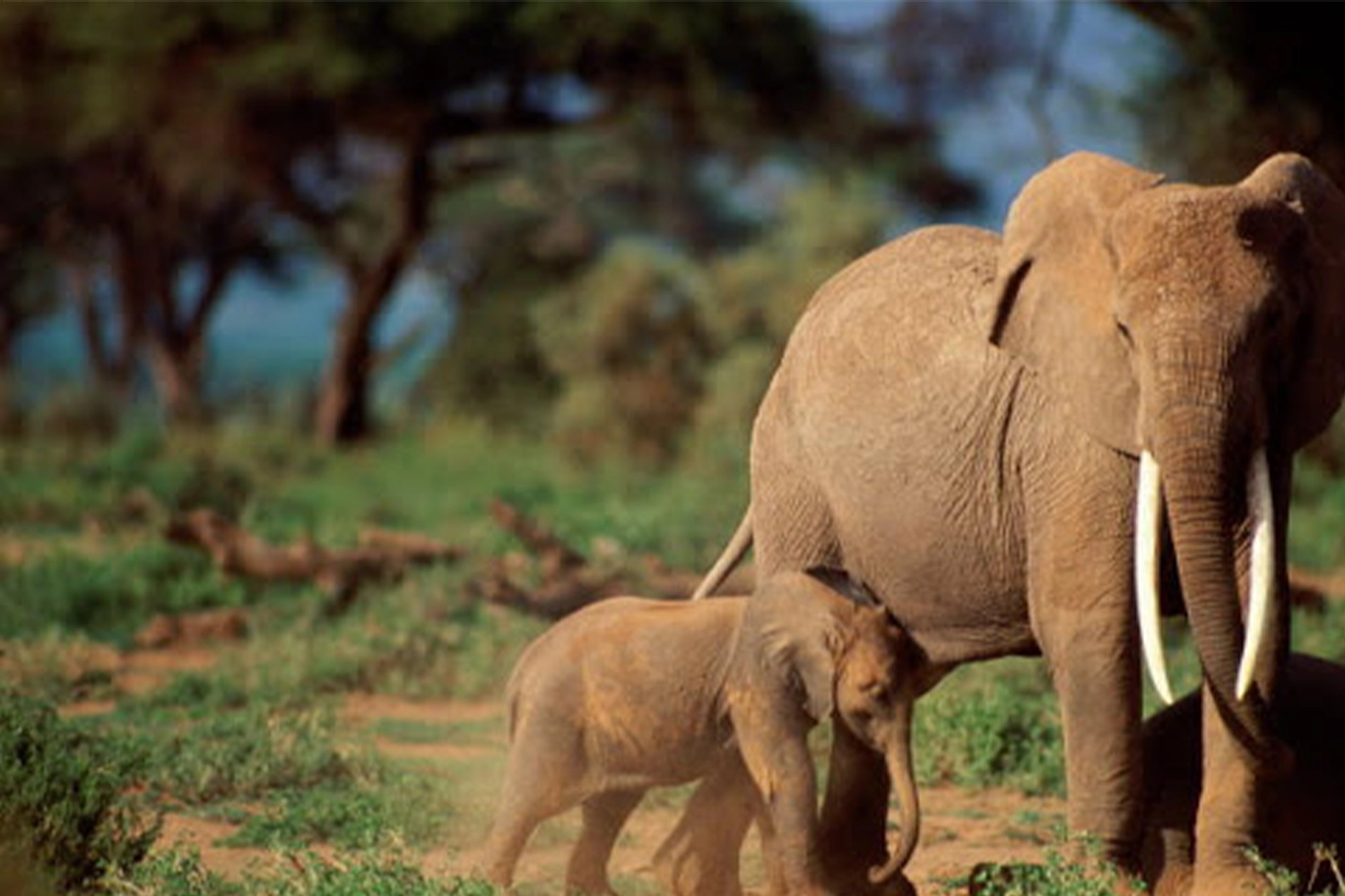 2-day Tarangire national park tour package mother elephant and baby elephant