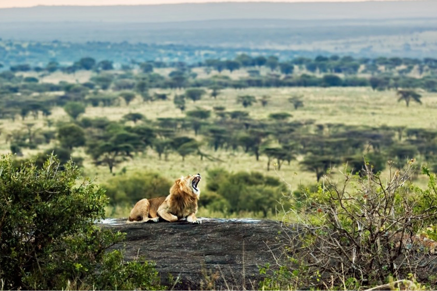 3 Days Serengeti Safari