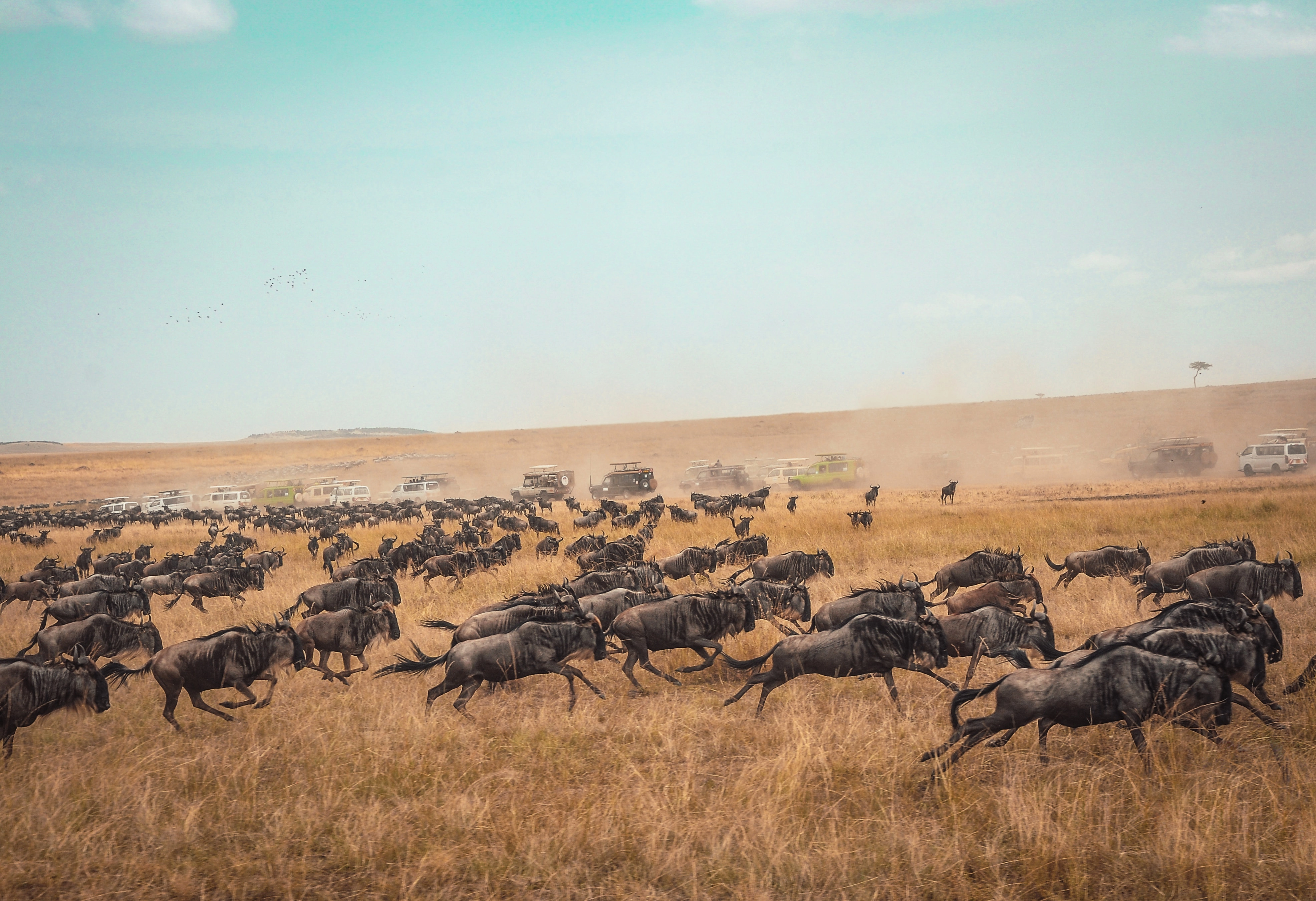 Wildebeest spotted on 3-day Tanzania Serengeti safari