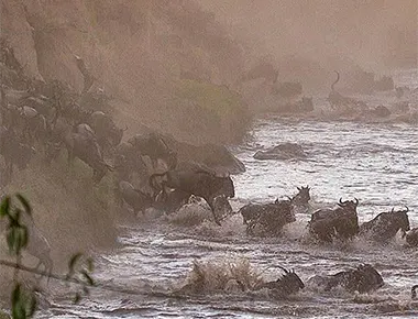 The Best 4 Days Serengeti Wildebeest Migration Safari