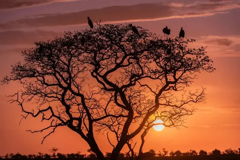 Sunset over an acacia tree in the Serengeti