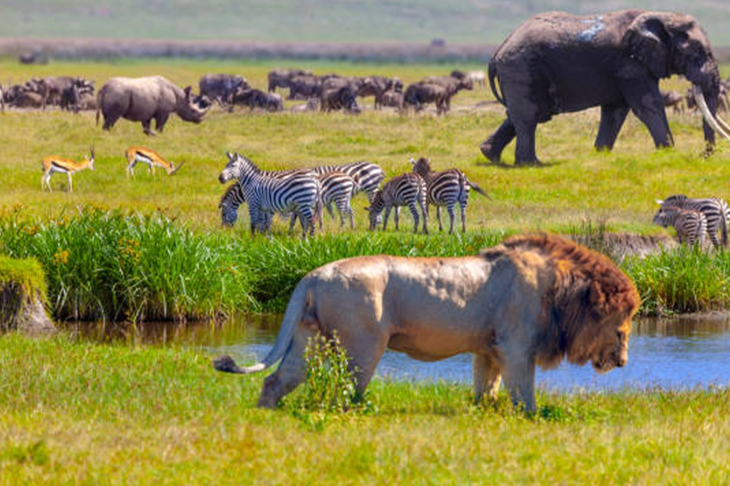 5 Days Serengeti Safari