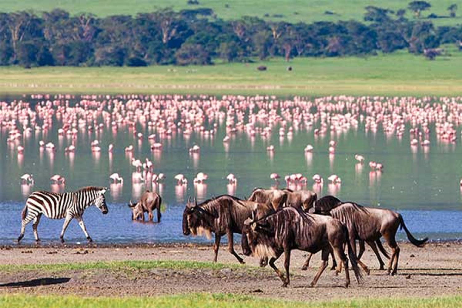 wildlife and birding safari