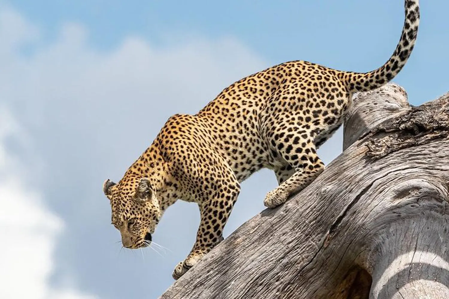 5 Days Serengeti Private Safari