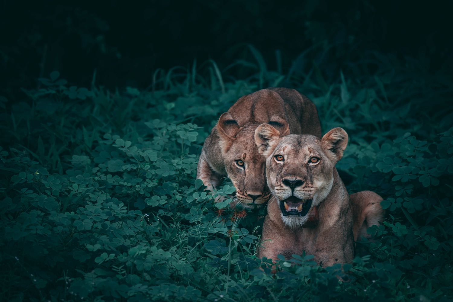 Lionesses spotted during 5-day Tanzania Group Sharing Safari