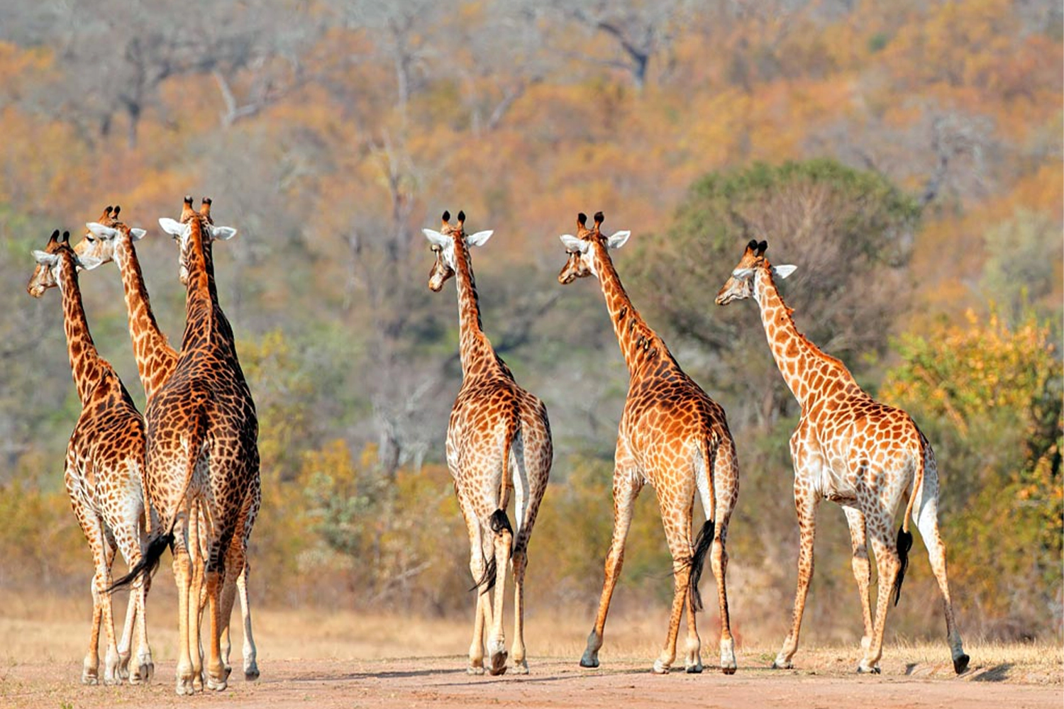 Girrafe spotted during the 5-day Tanzania camping safari trip