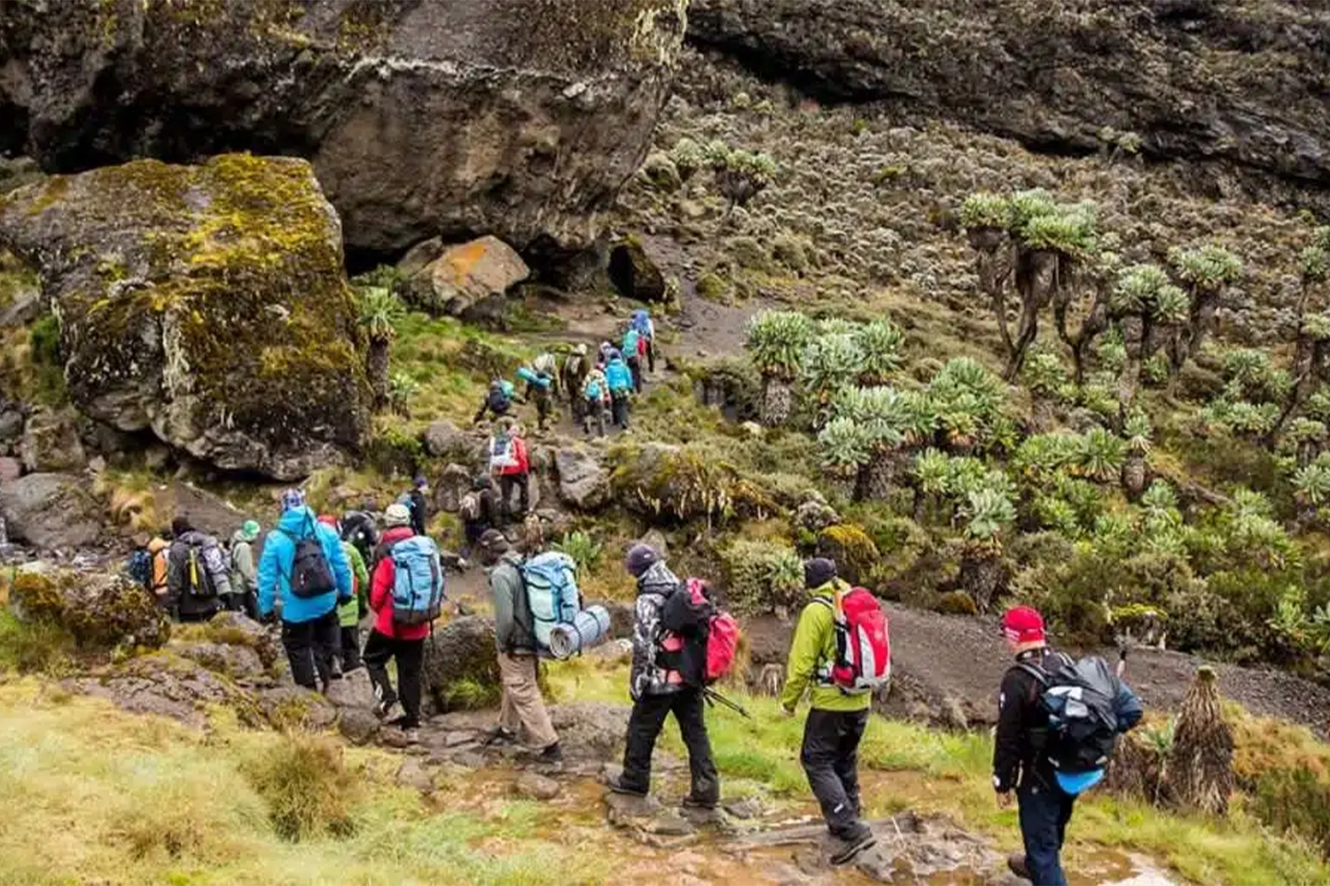 6 days Mount Kilimanjaro group joining via Lemosho route