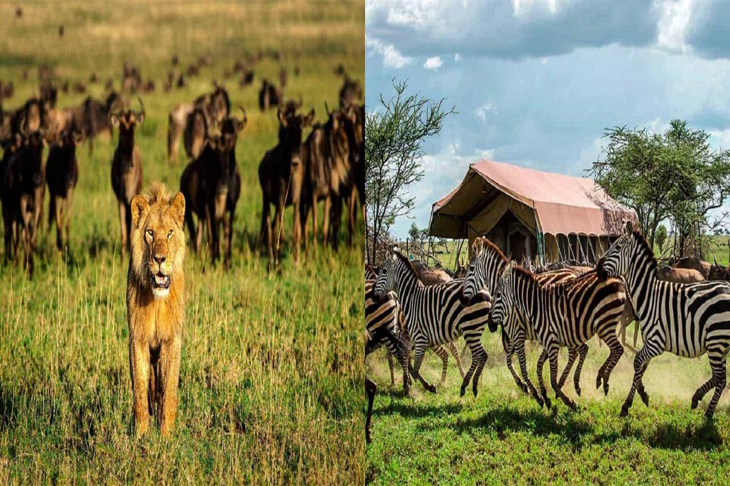 Serengeti and Ngorongoro luxury safari for 6 days