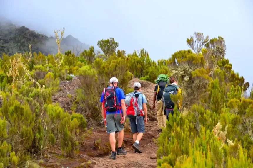 7 Days Mount Kilimanjaro Rongai Route