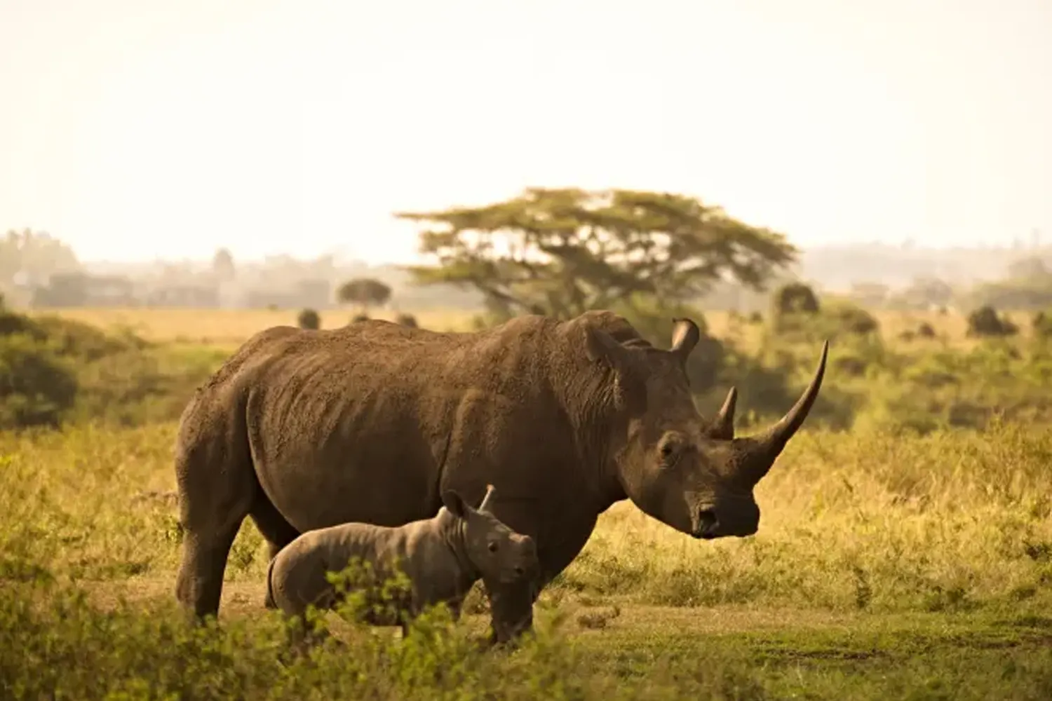 7 Days Serengeti Private Safari