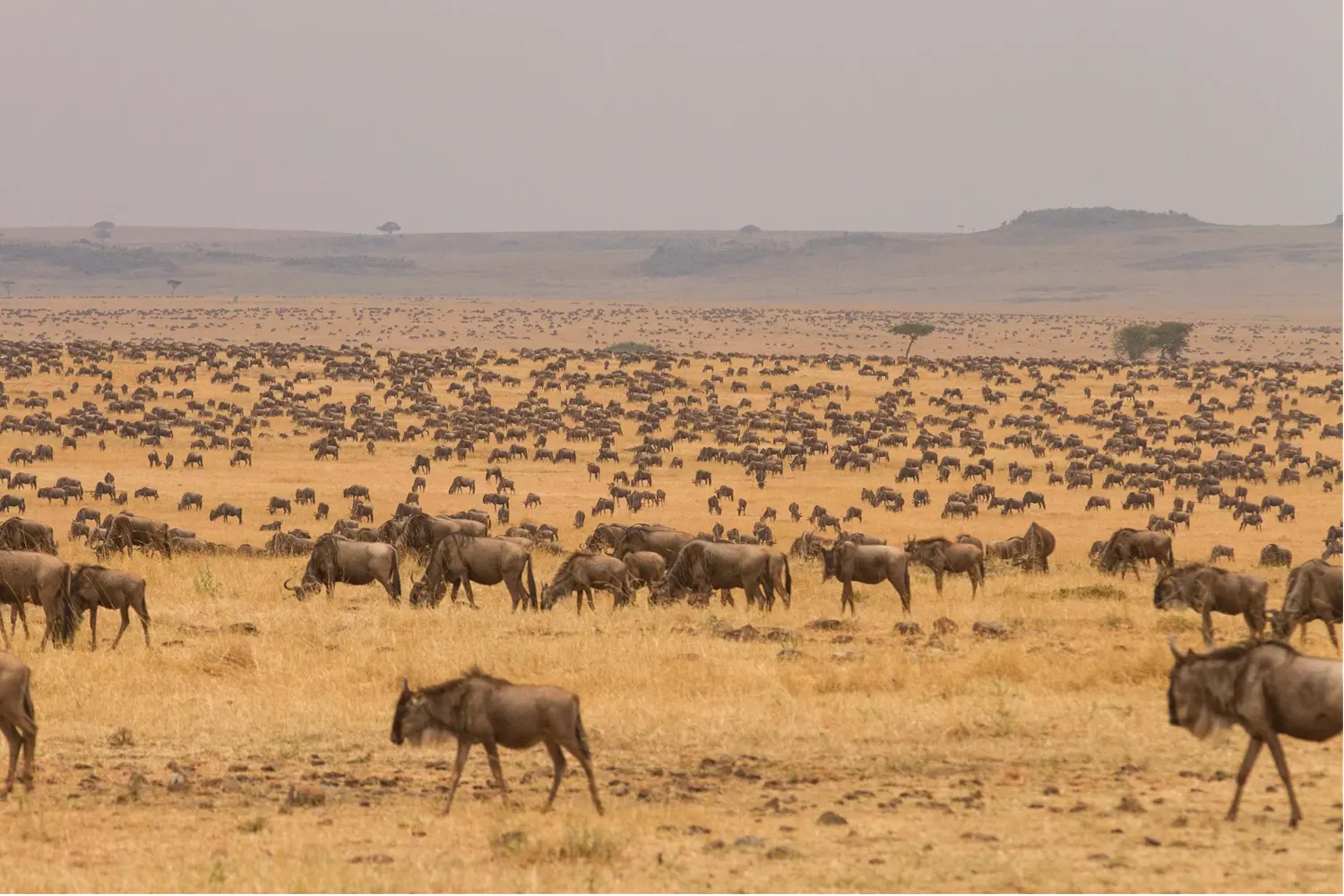 Safari Tanzania Serengeti 7 day