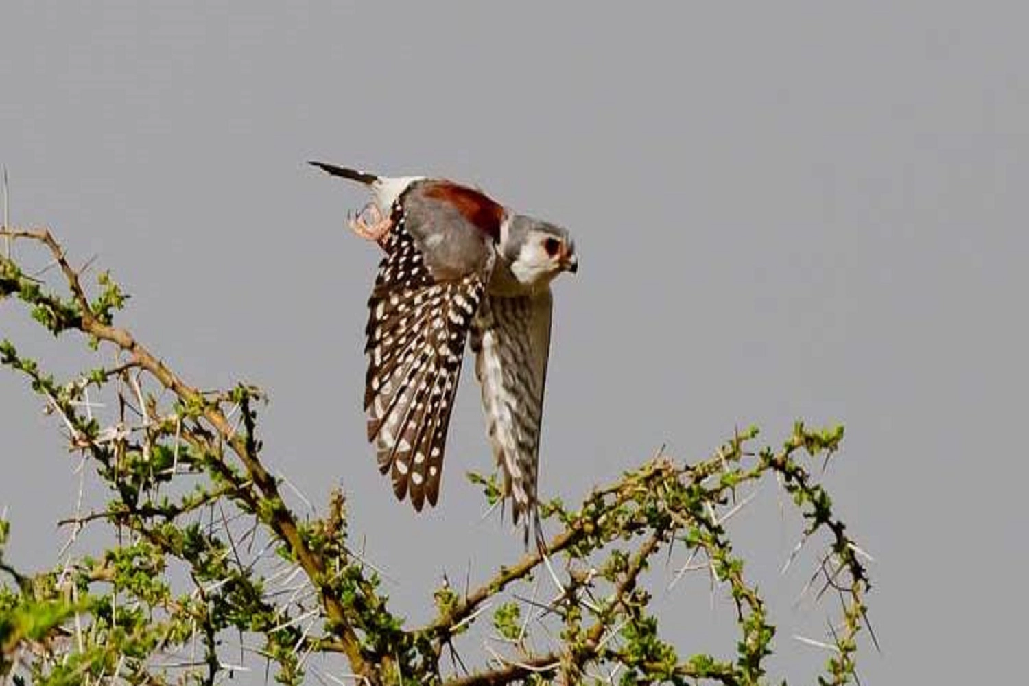 8-Days Serengeti Bird watching experience