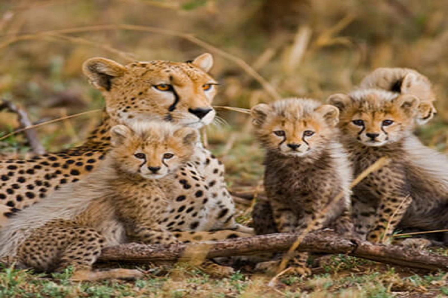 8 days wildlife Tanzania safari