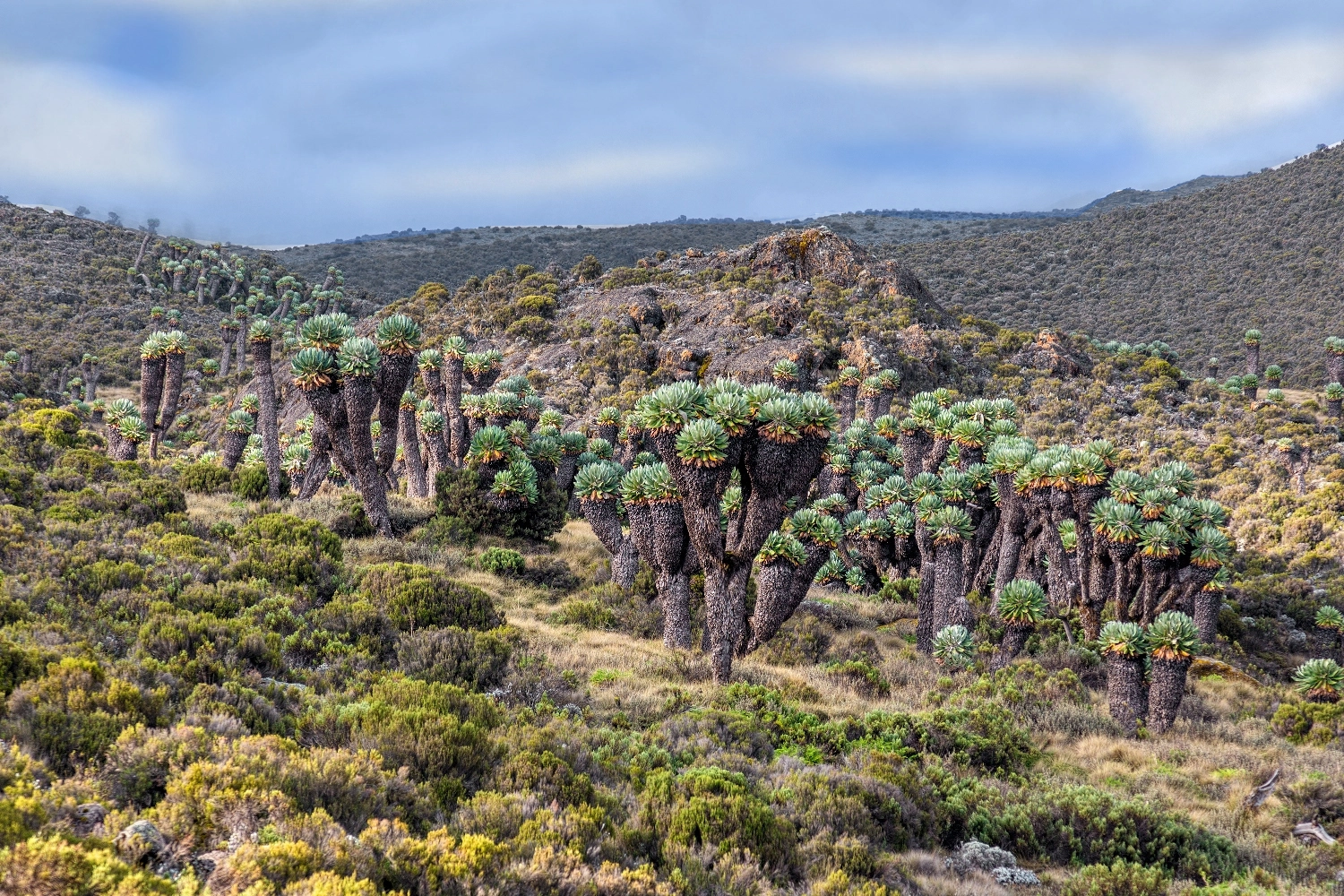 9 days tour to Mount Kilimanjaro in December