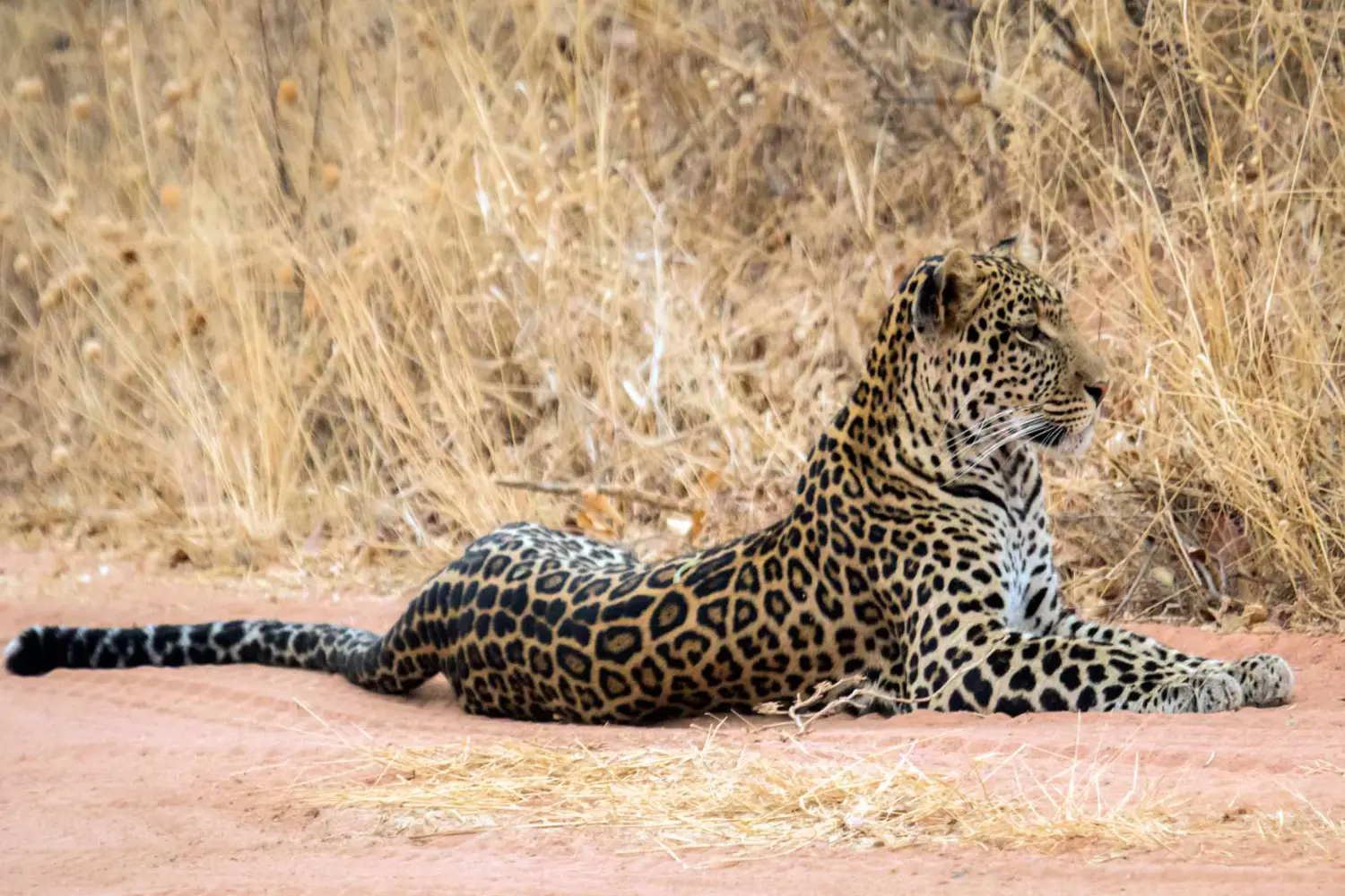 Incredible Facts About Leopards | Leopards Watching in Africa’s National Parks