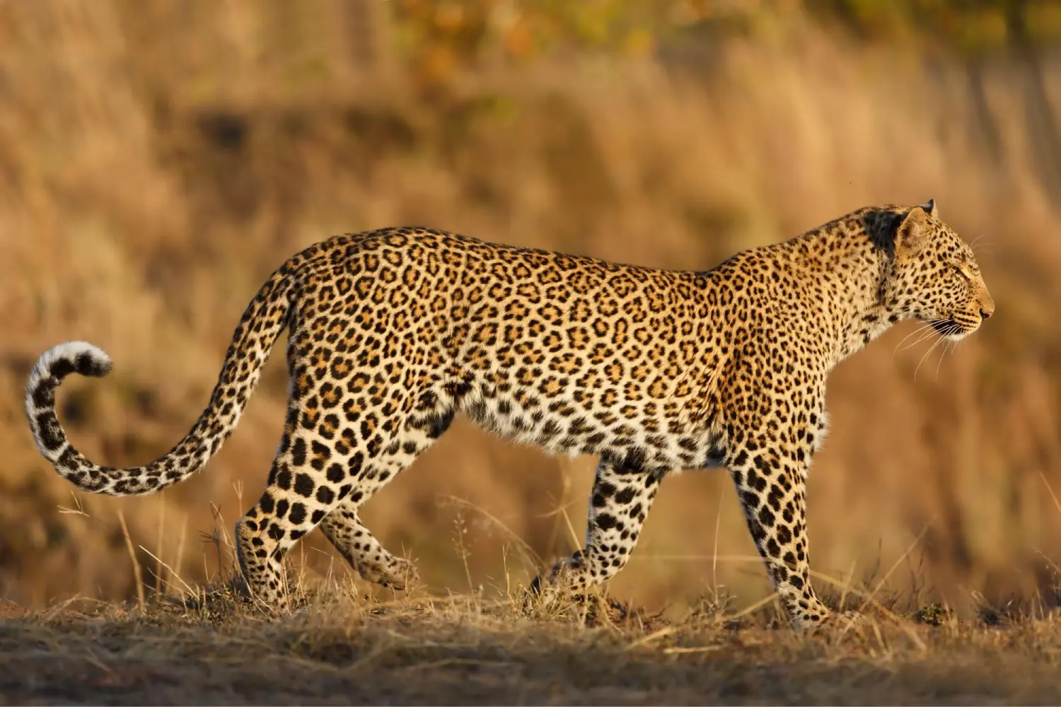 Incredible Facts About Leopards | Leopards Watching in Africa’s National Parks