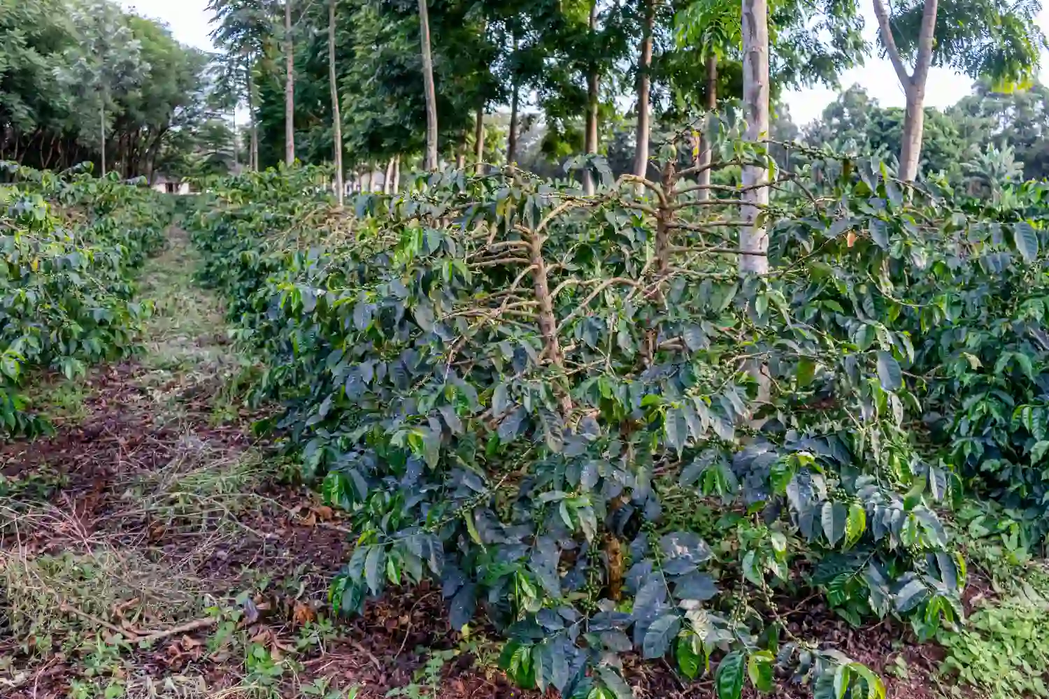 Tanzania Coffee Tours and Insights