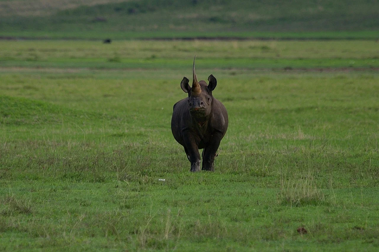 Black rhino in Tanzania Ngorongoro Conservation Area