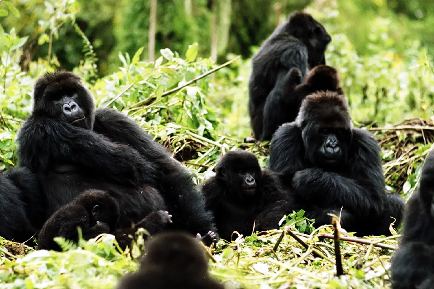 The Guaranteed 14-Day Kenya Big Five and Rwanda Gorilla Experience