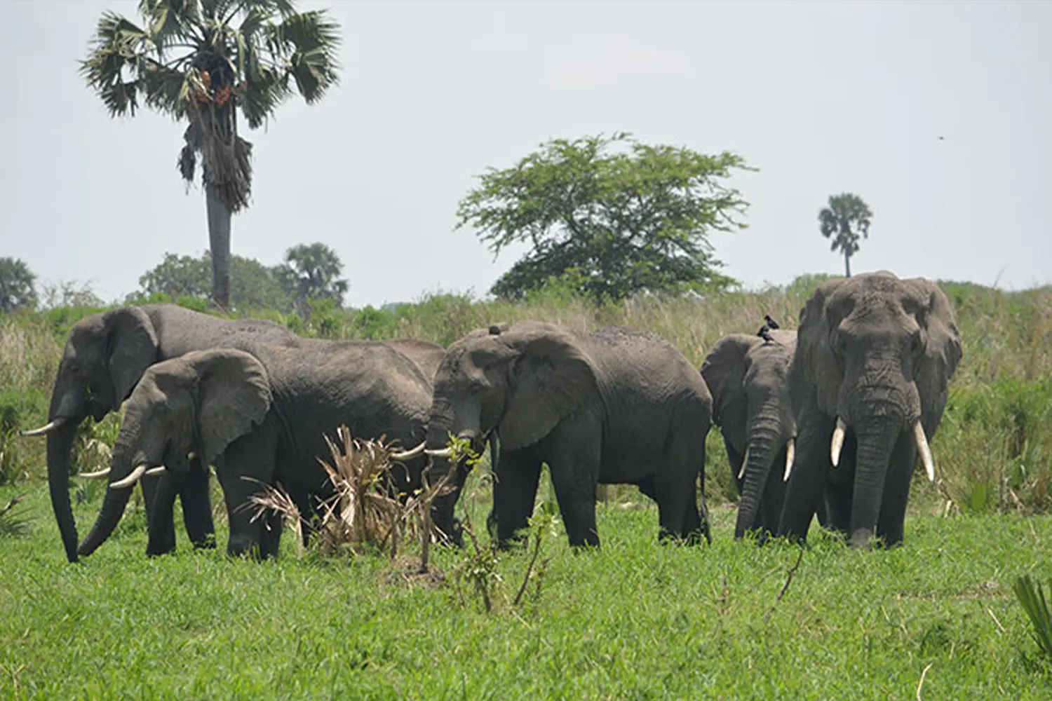 The Unique 14-Day Uganda Big Five and Rwanda Primates Experience