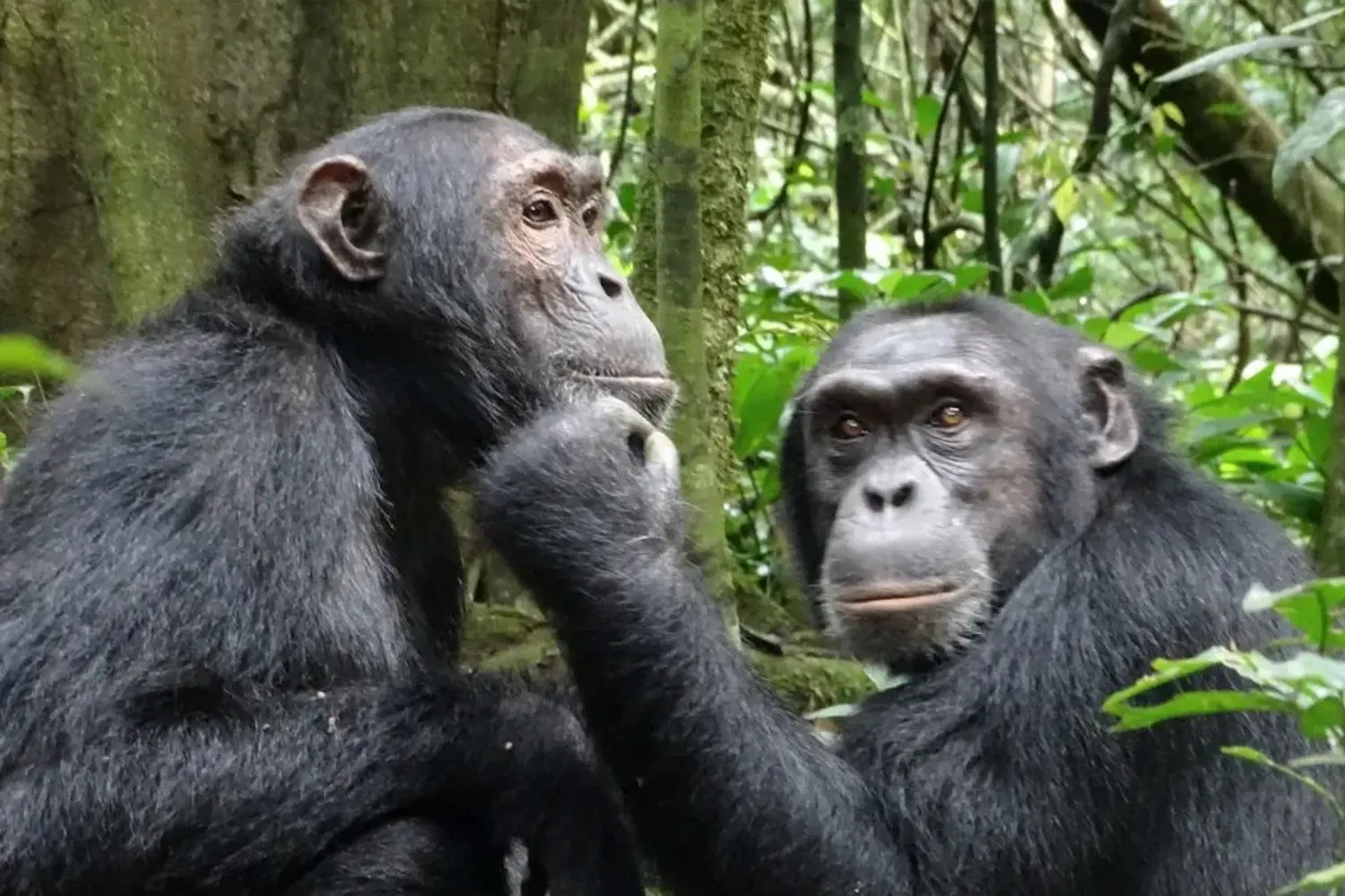 The Unlimited 7-Day Uganda Chimpanzee and Rwanda Gorilla Adventure