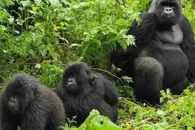 uganda tanzania tour