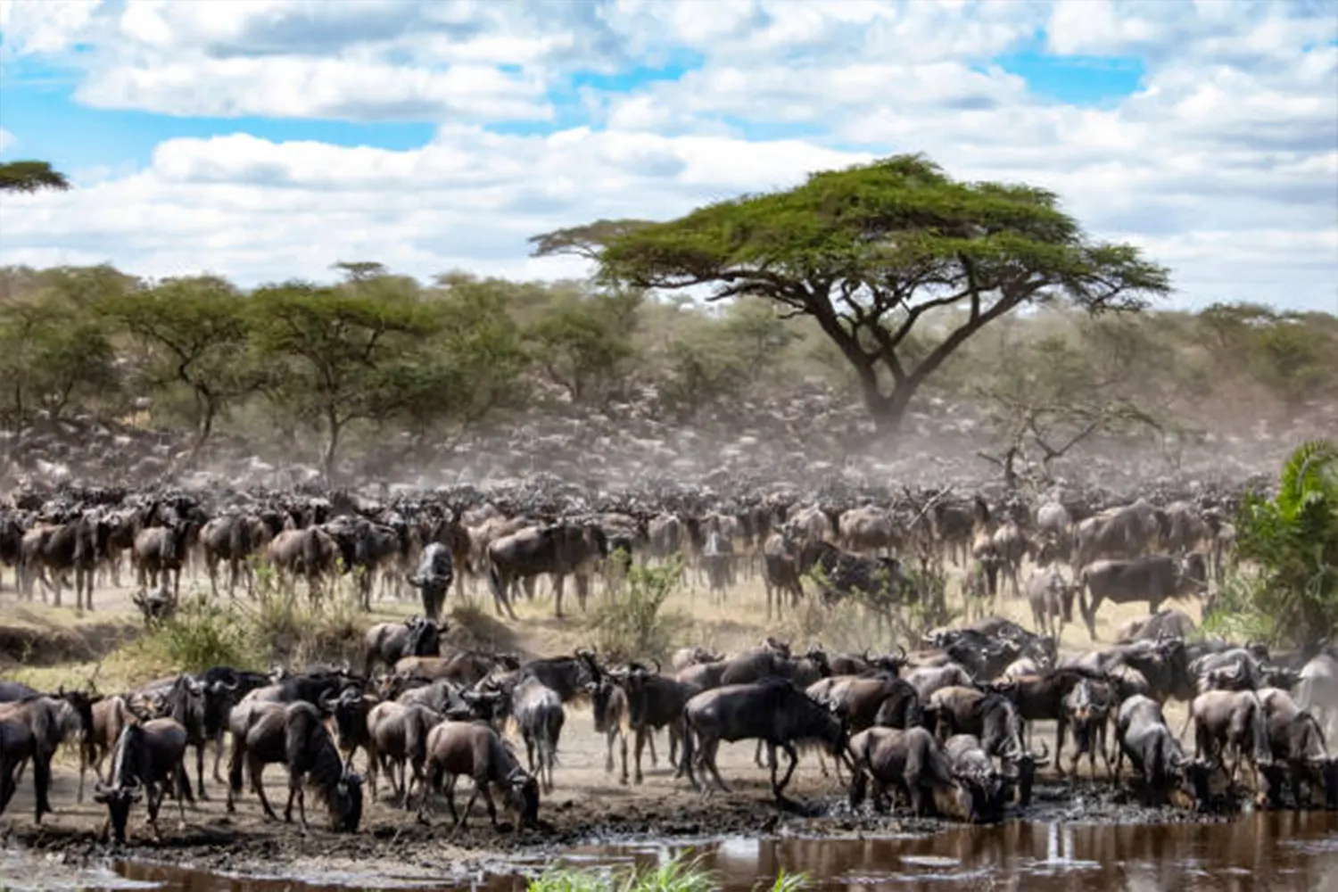 The Great Migration river crossing during the 3-day fly in Serengeti safari from Arusha