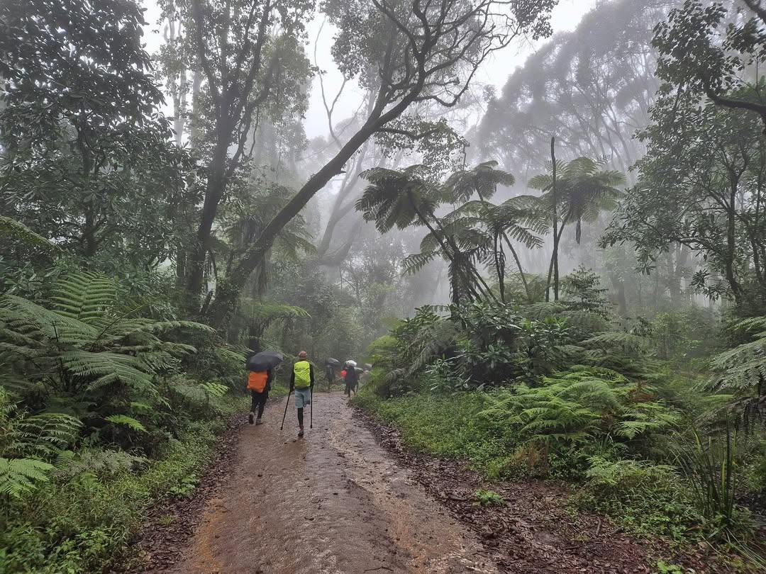 lemosho route kilimanjaro climbing 