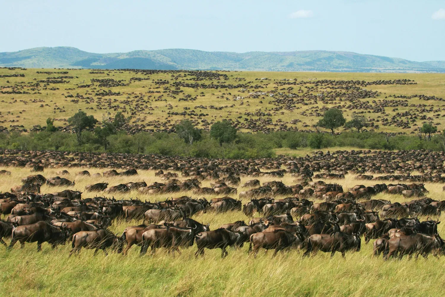 The Best 3-Day Maasai Mara Safari Tour
