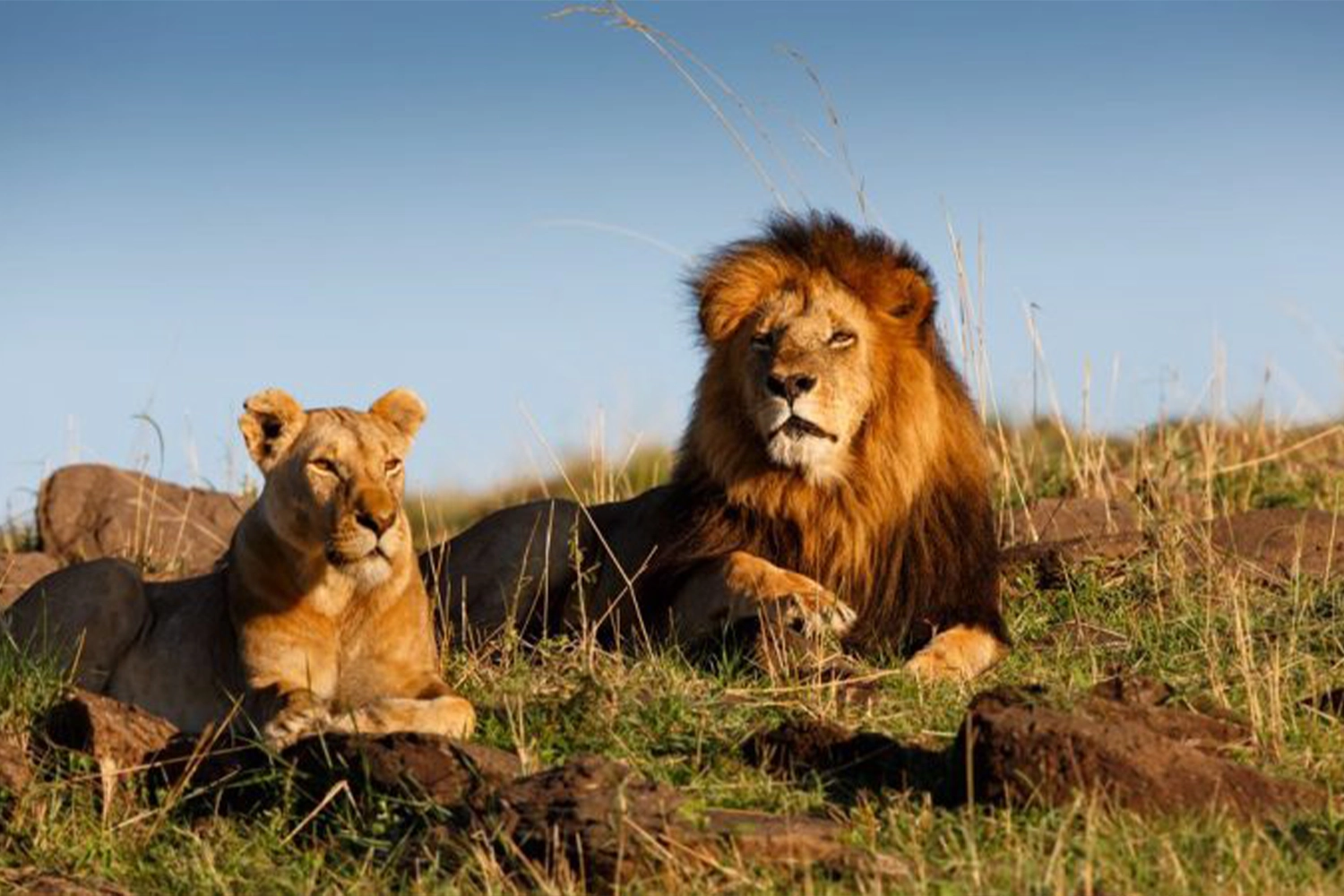 The Exclusive 7-Day Kenya Safari Tour