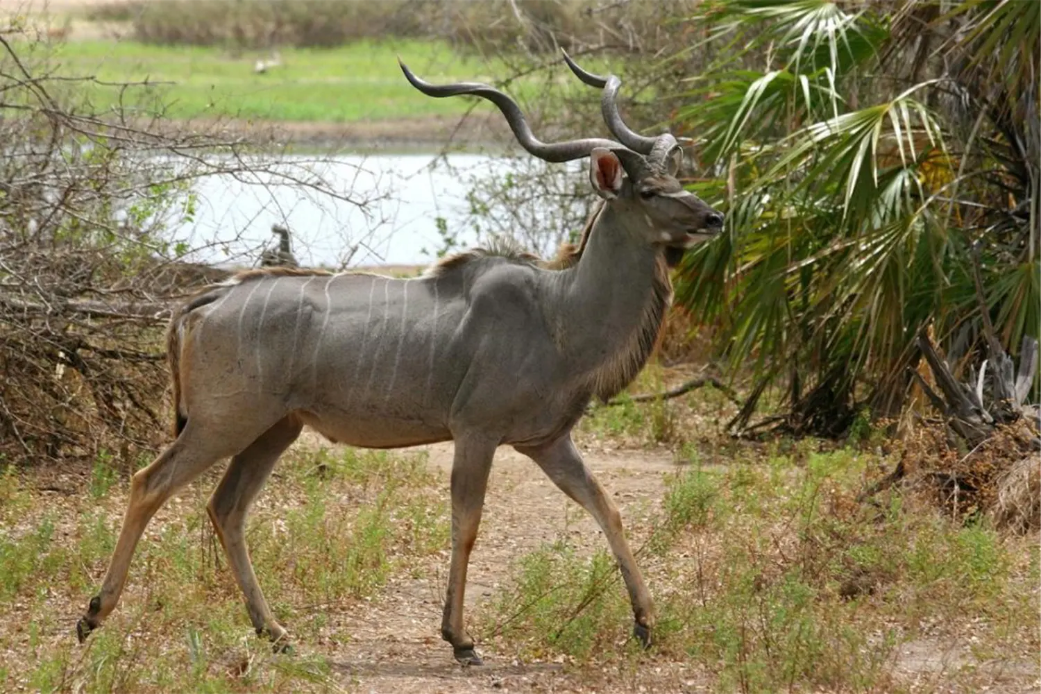 Nyerere National Park - Rhinos Sanctuary