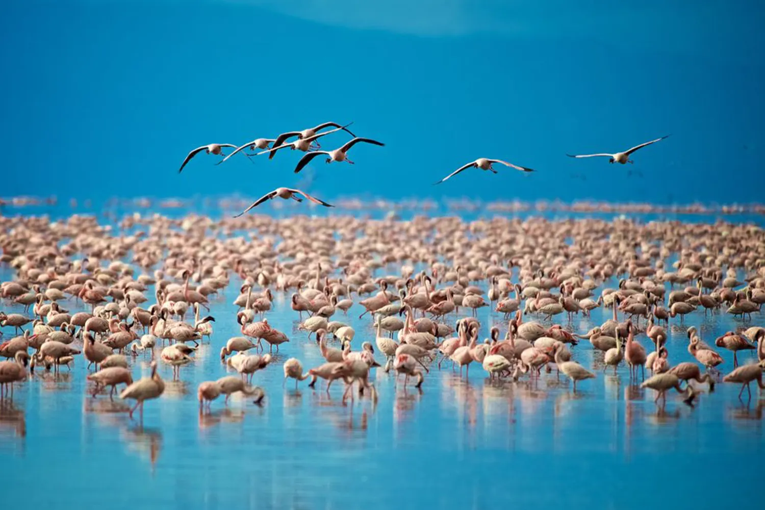 Lake Manyara park