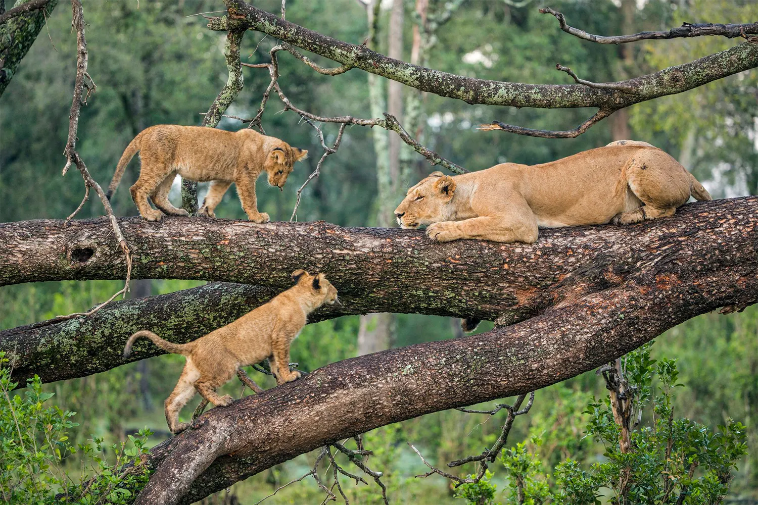 Tree climbing lions