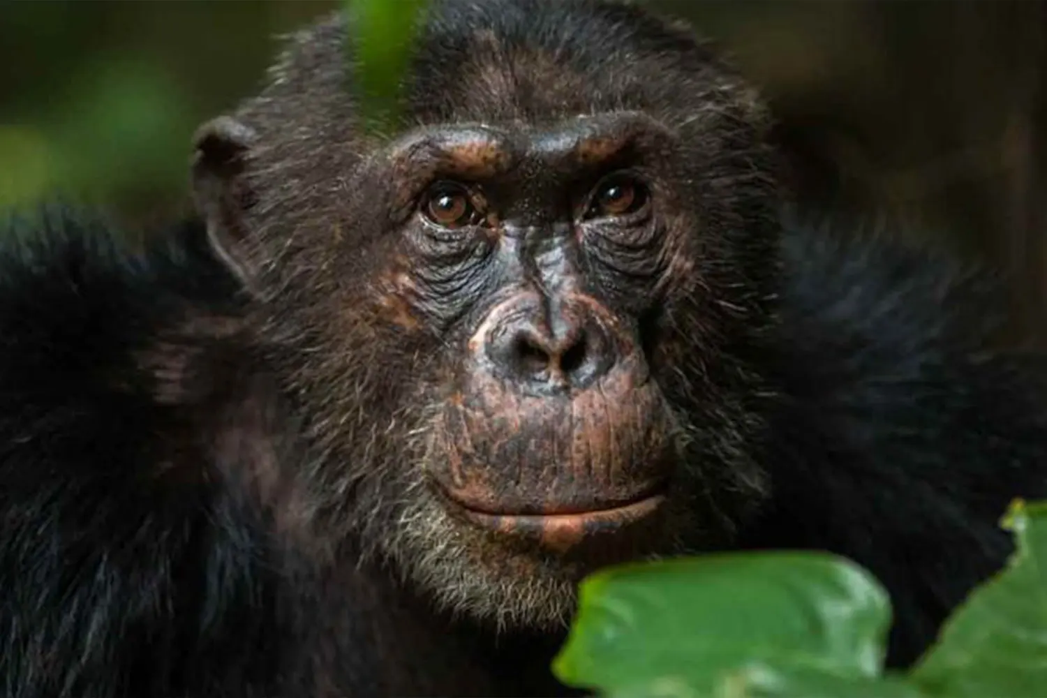 Mahale park - Chimpanzee at Mahale