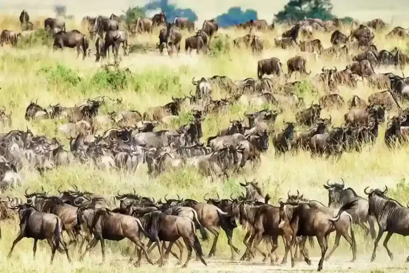Wildebeest migration in the Serengeti