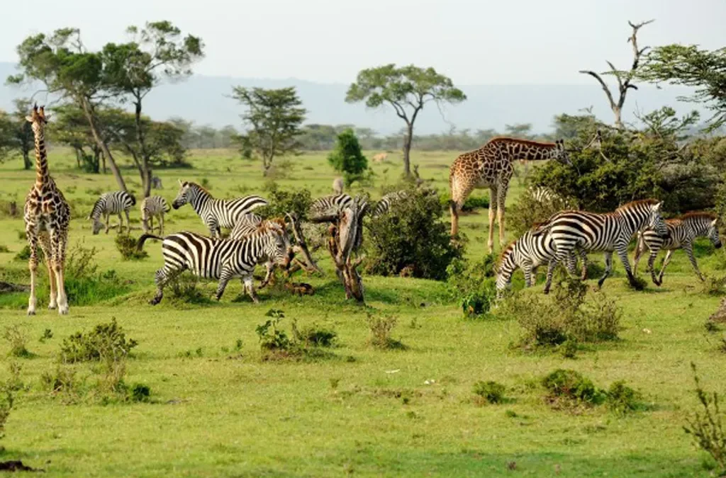 The Best 3-Day Mikumi Safari Tour