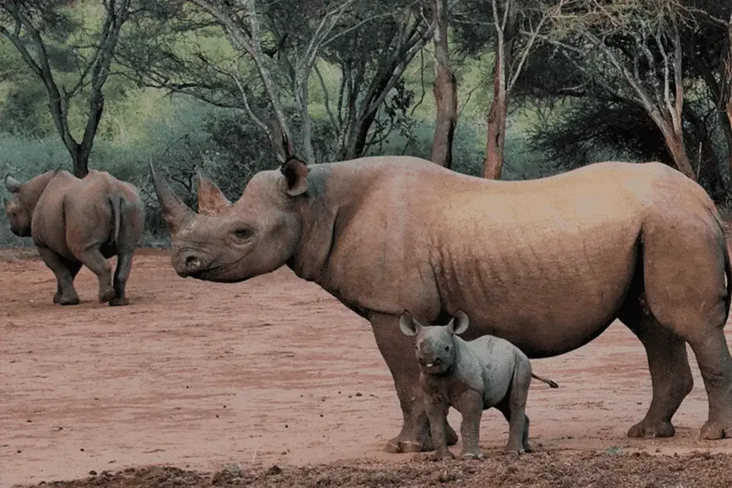 Mkomazi National Park - Rhinos Sanctuary