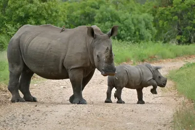Map of Mkomazi National Park