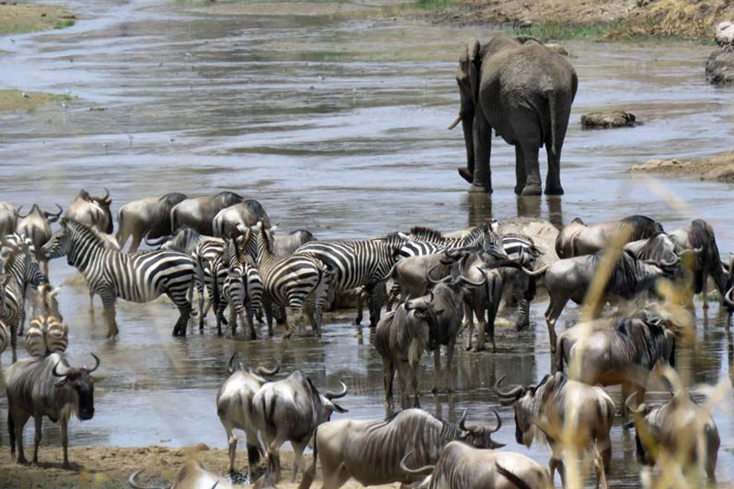 Ngorongoro crater day trip from Arusha