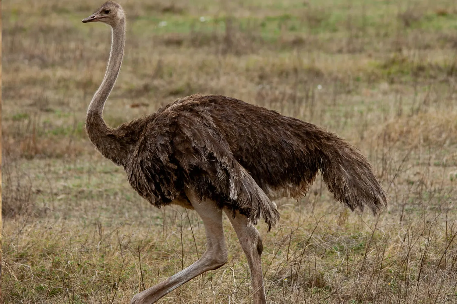 8-Days Serengeti Bird Watching Experience