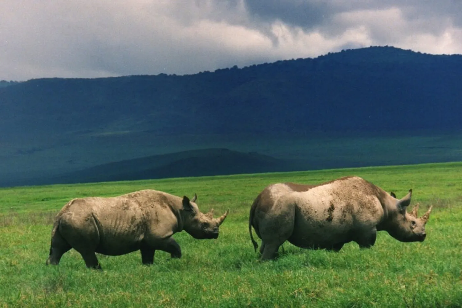 Black rhino in the Ngorongoro Crater