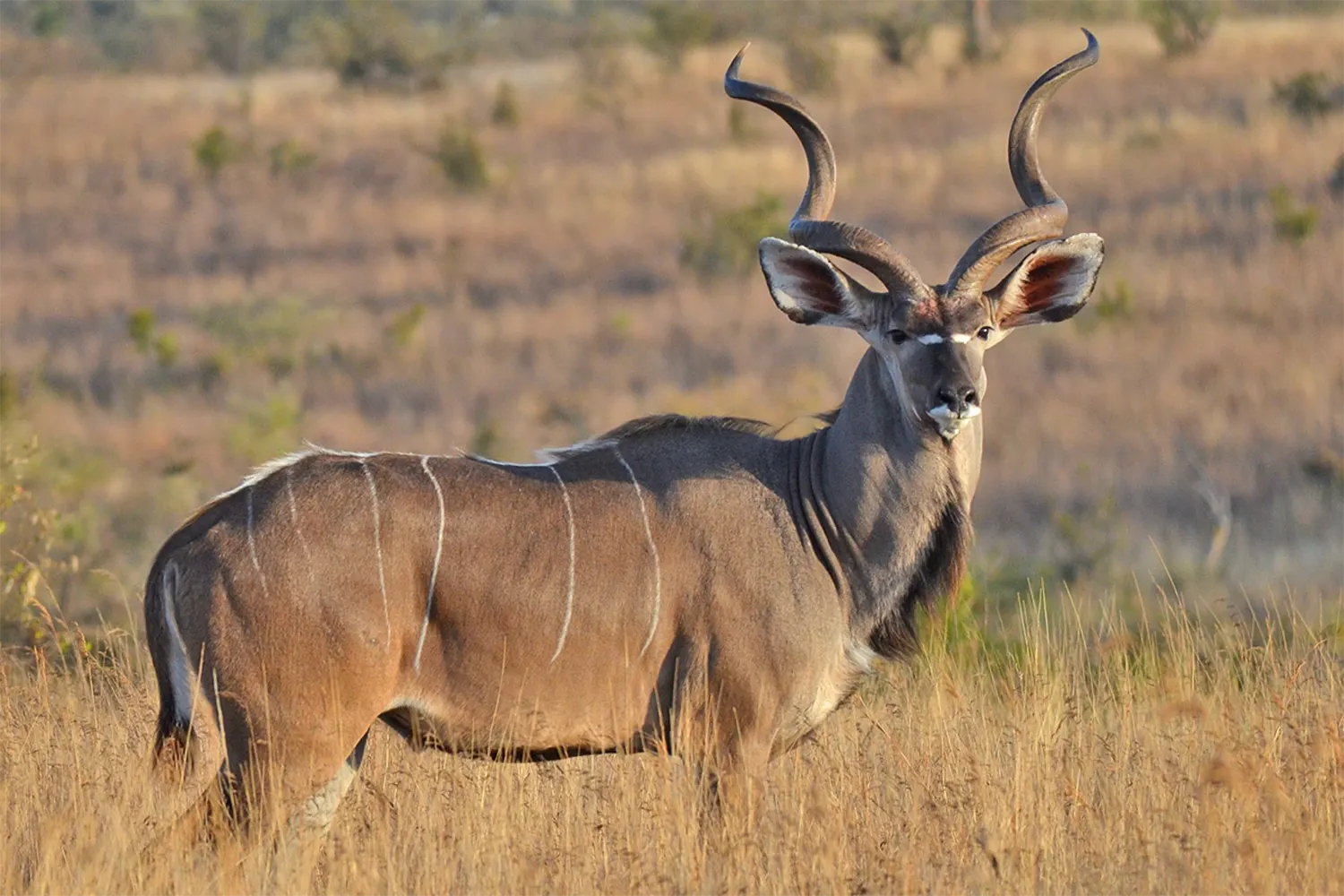 Ruaha National Park - A  Kudu at Ruaha National Park