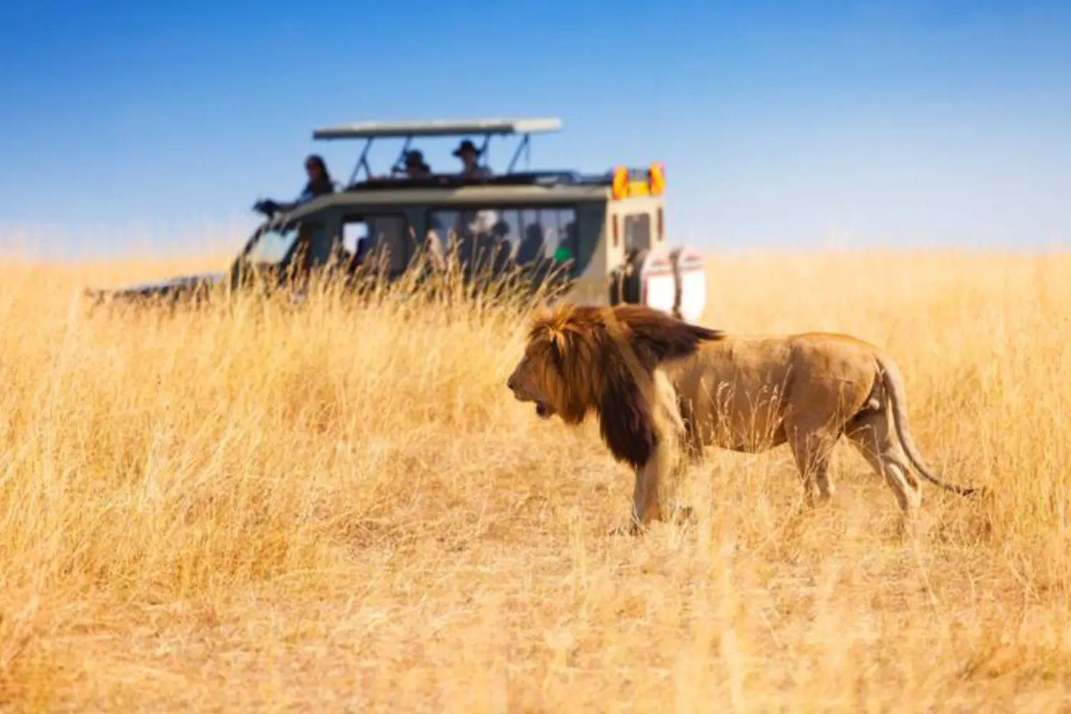 4 days Serengeti group joining safari