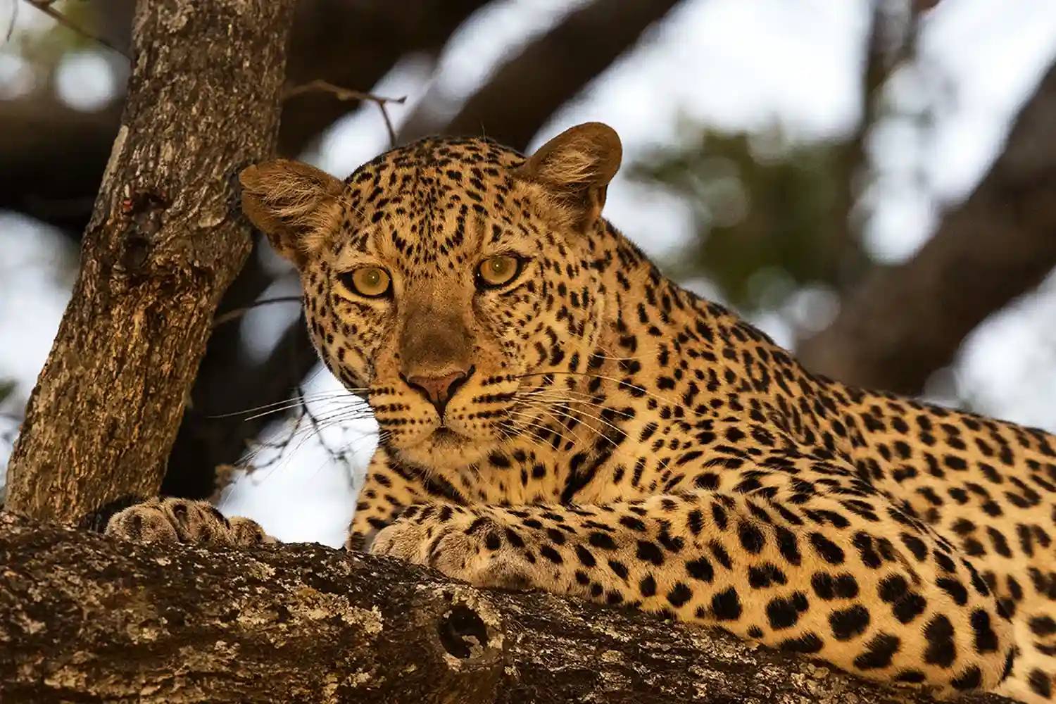 6-days Serengeti group joining safari 