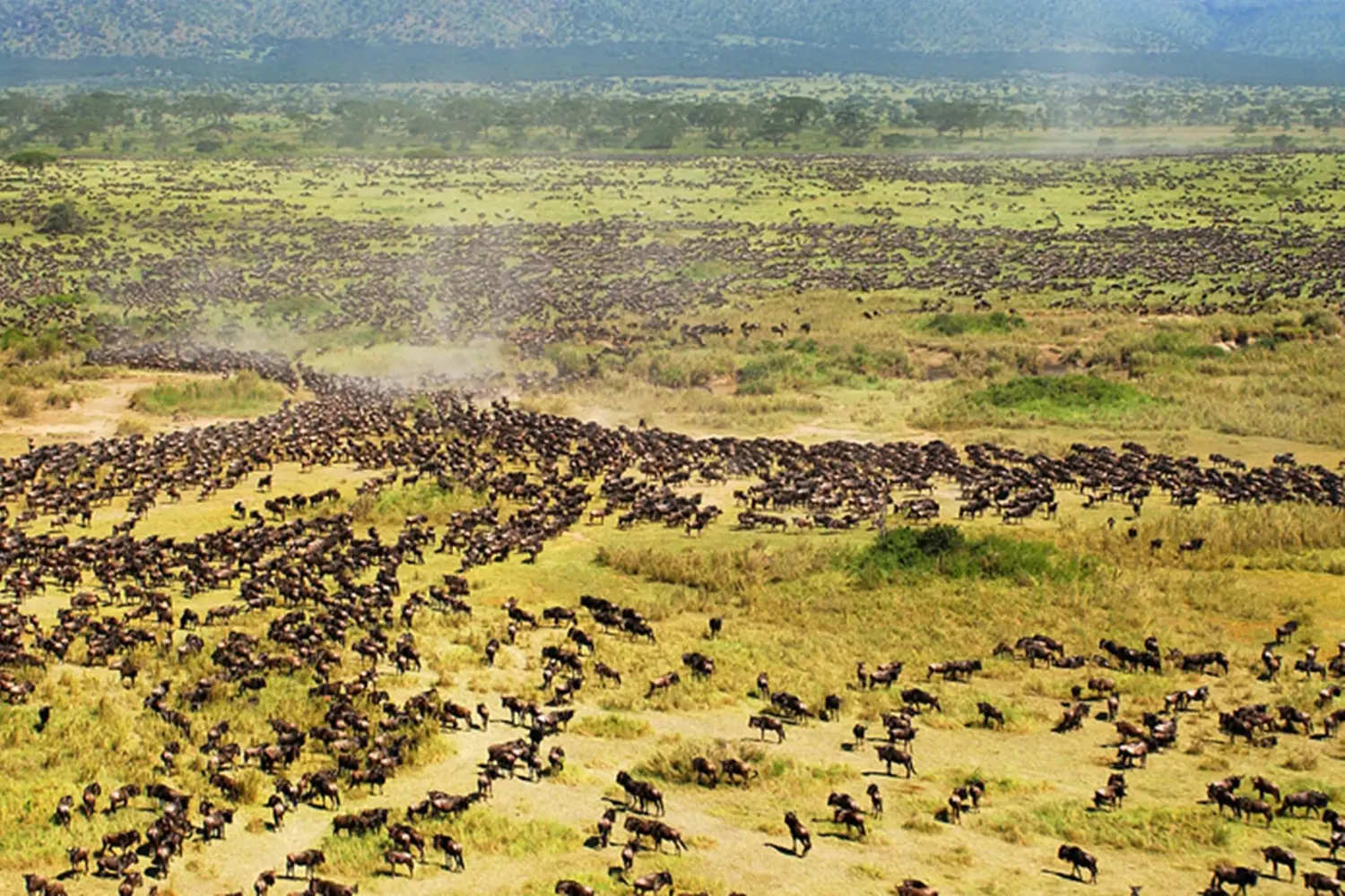 6 days Serengeti lodge safari