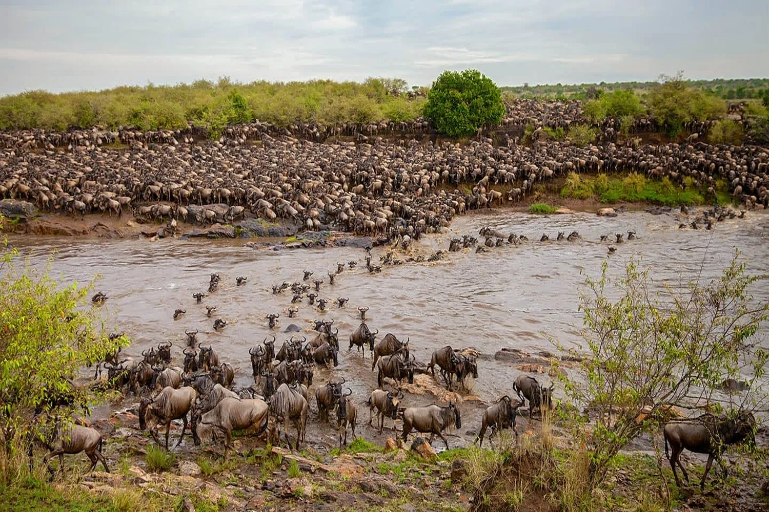 Serengeti Mara River Crossing