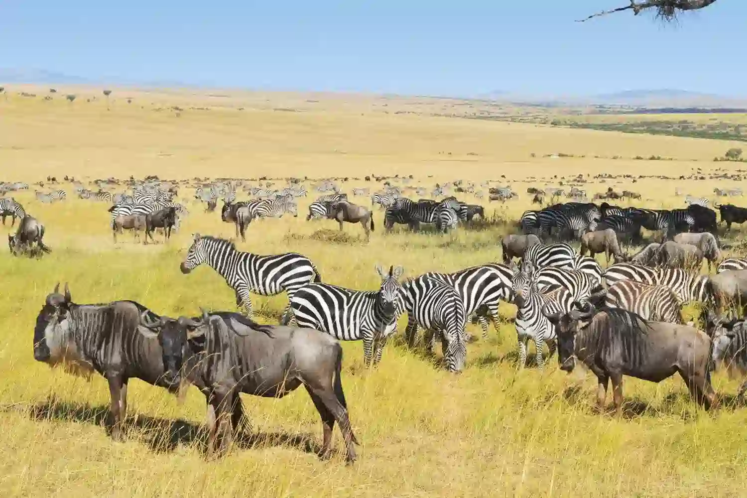 Best Serengeti migration safari 2026 - Mara River crossing